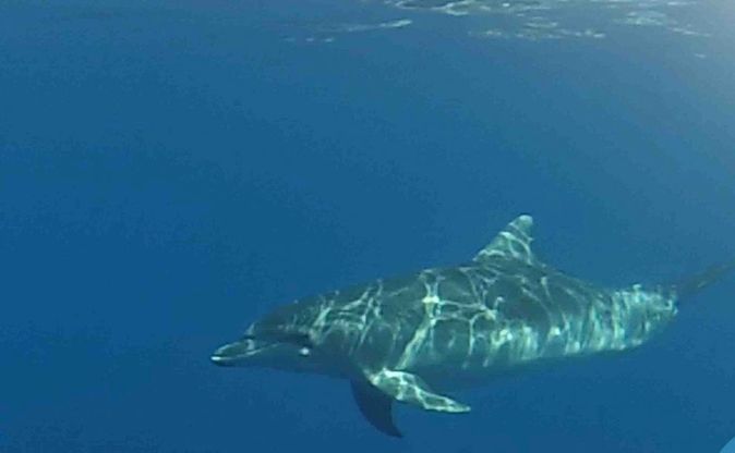 L'incontro emozionante con i cuccioli di delfino nel mare di Ostia
