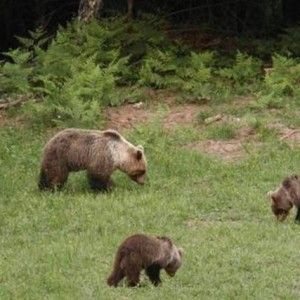 Lettera aperta sull'uccisione dell'orso Daniza
