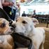 Perché i cani grandi invecchiano più velocemente