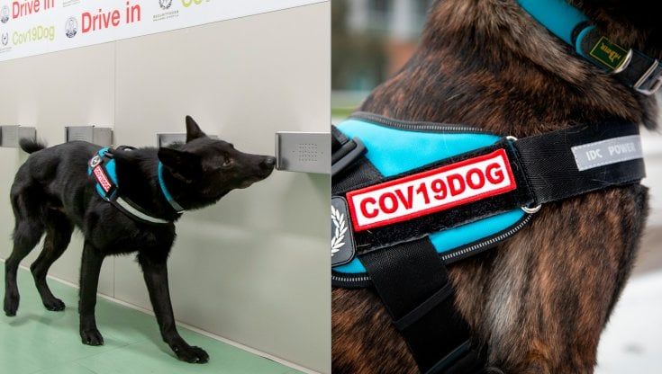 Covid, cani addestrati per riconoscere l'odore del virus: la sperimentazione al Campus Bio-Medico di Roma