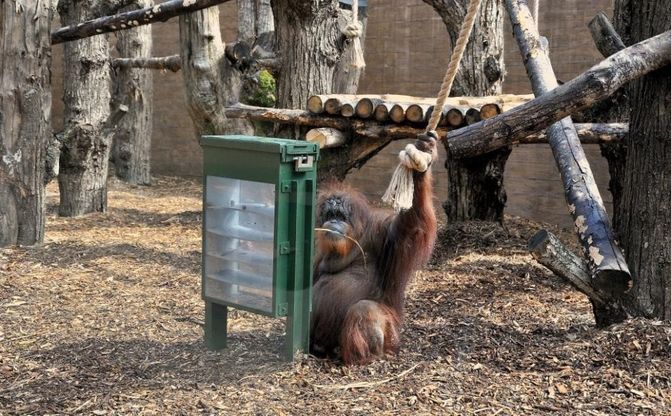 Al Bioparco di Roma attività e laboratori con "L'evoluzione delle invenzioni" il 13 e il 14 aprile