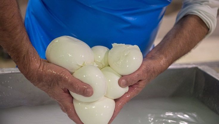 In edicola 'Bufala campana', la Guida di Repubblica sulla mozzarella dop: c'è anche un angolo di Puglia