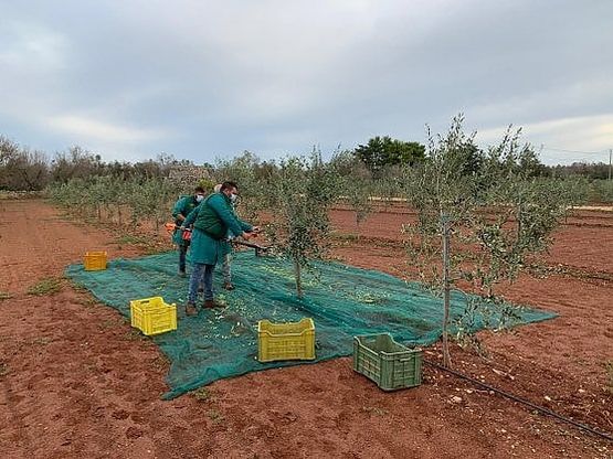 L'80% degli italiani acquista olio extravergine 