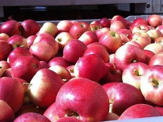 Matrimonio di frutta tra la Melinda e la Trentina