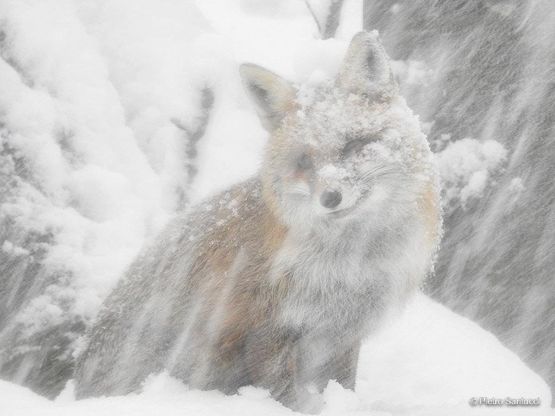 Parco nazionale d'Abruzzo, il ritorno della volpe fotogenica: lo scatto nella neve