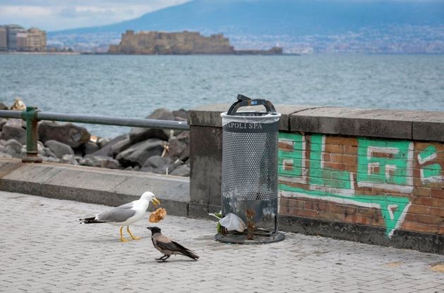 Napoli, sul lungomare uccelli a passeggio