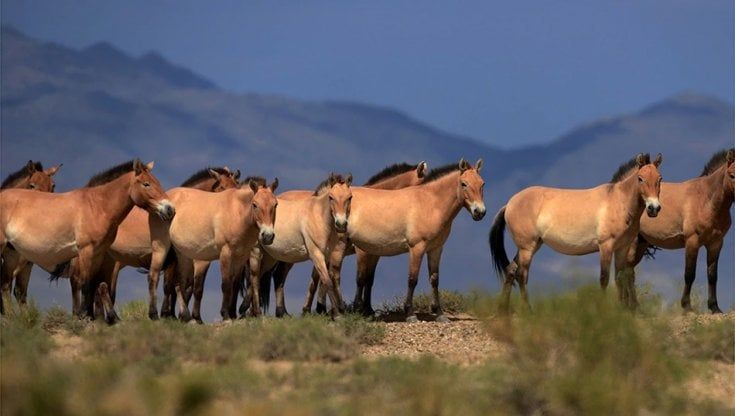 Si riscrive la storia dei cavalli in America settentrionale. I nativi erano già cavalieri prima del 1680