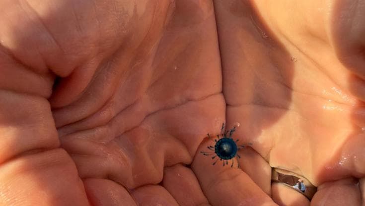 Acciaroli, l’avvistamento è insolito: la corrente trascina verso riva il “bottone blu"