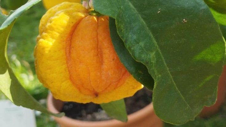 “Bizzaria”, l’agrume perduto dei Medici ritorna sulle colline lucchesi