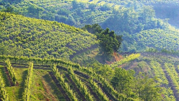 Il programma internazionale Heva valorizza vini e prodotti nati da suoli vulcanici