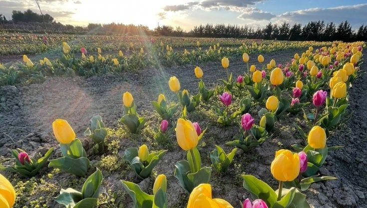 A Foggia nel weekend apre il campo con 100mila tulipani: "Una grande festa della bellezza per tutti"