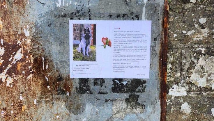 "Sei stato un super cane", a Caprese Michelangelo i necrologi affissi ai muri dedicati a Mat, ucciso da una polpetta avvelenata 