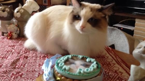 Torte, gelati e croissant: la pasticceria per cani e gatti