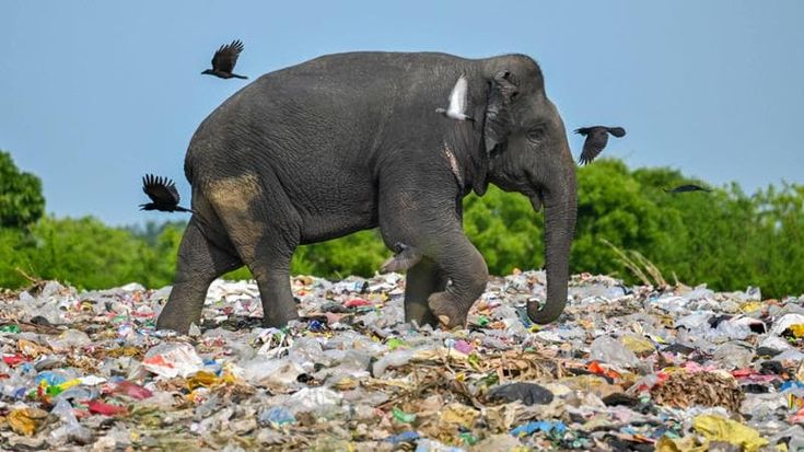 “Un pianeta senza plastica”. Il mondo insegue l’ultima utopia