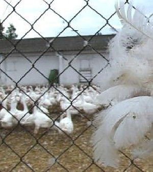 Moncler contro Report per l'uso della piuma d'oca