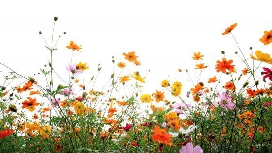 Sorpresa: in giardino tira una brutta aria per l'ambiente