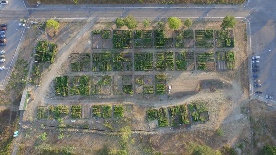 Roma, la rivolta degli orti urbani: "Ecco perchè il nuovo regolamento ci danneggia"