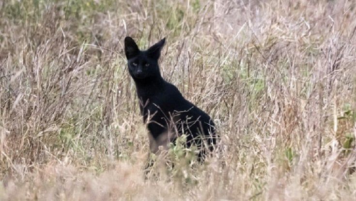 Caccia alla pantera, a Bari identificato un felino selvatico con i cuccioli: "Si potrebbe trattare di un serval"