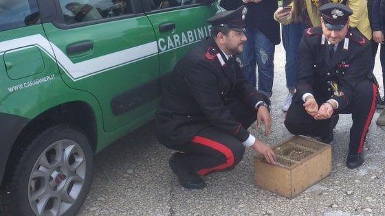 Bracconieri di Capua straziano due  cardellini per catturarne 24 