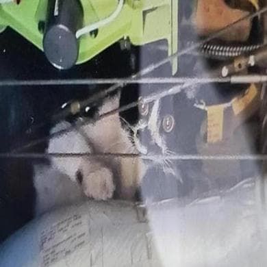 Libero il gatto che si era infilato nell'aereo a Fiumicino: fuggito mentre smontavano il pavimento
