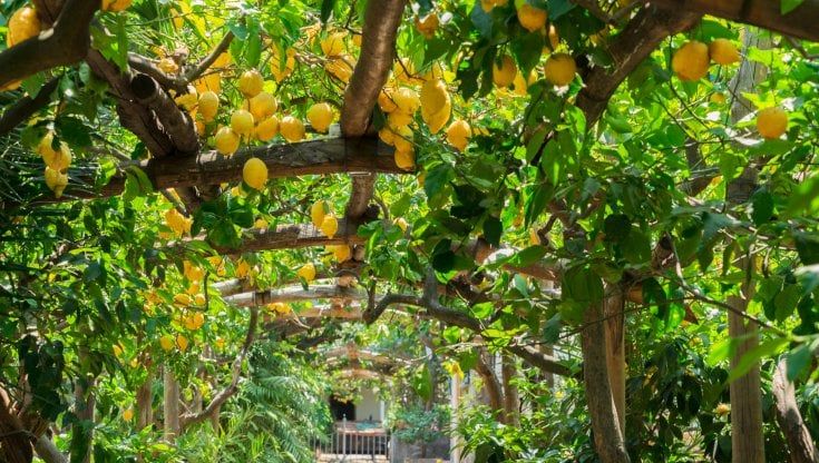 Dal fiordilatte ai limoni, le mille anime dei Monti Lattari (e delle due costiere)