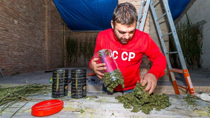 L'uomo che raccoglie la canapa light: “Così mi sono inventato un lavoro”