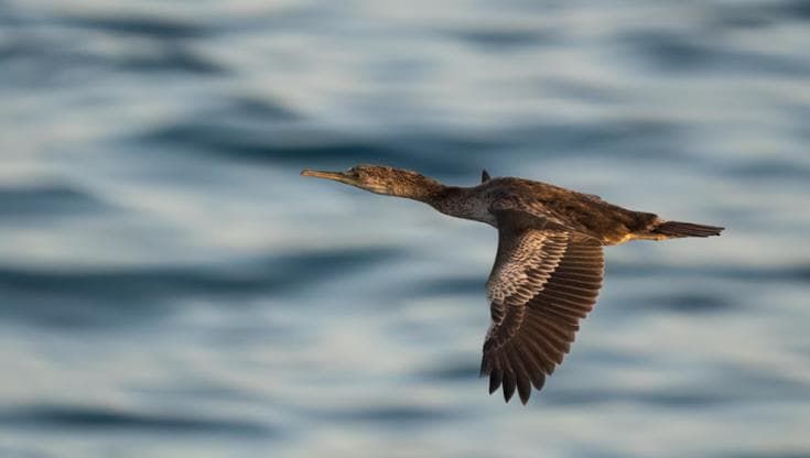 Le tattiche “militari” degli uccelli marini per tendere agguati alle prede