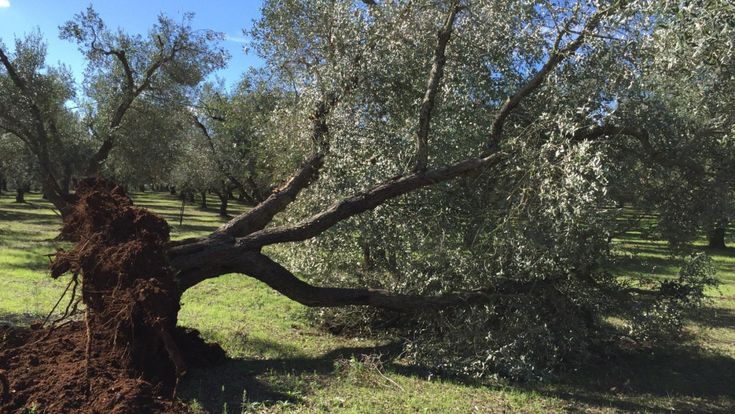 La triste estate della Puglia Felix