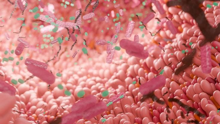 Fertilità, il microbiota intestinale gioca un ruolo fondamentale