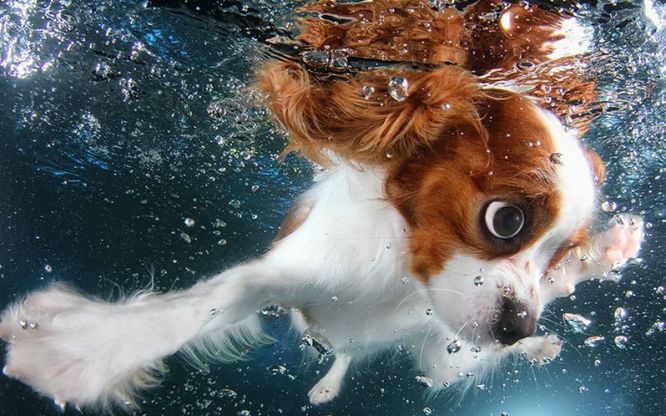 Occhi spalancati e boccacce sott'acqua: i cuccioli diventano mostri