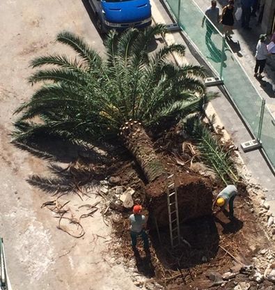Bari, la second life delle palme espiantate in via Sparano