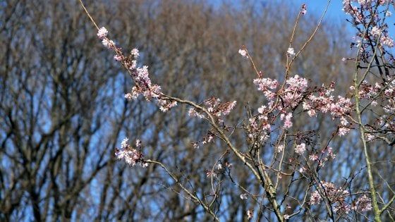 Natura in tilt con la finta primavera. "Insetti e gelate improvvise minacciano i campi"
