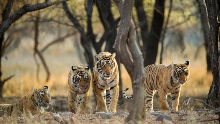 Il recupero di tigri, tonni e tartarughe ci insegna che è ancora possibile salvare la biodiversità