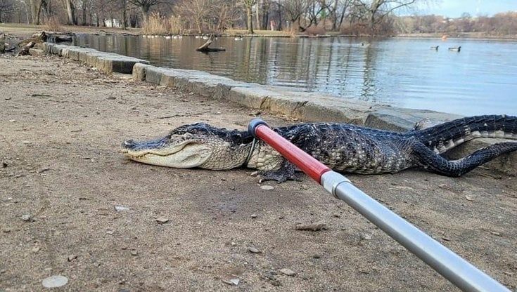Quegli alligatori a passeggio nei parchi di New York, così rivive il mito di Godzilla
