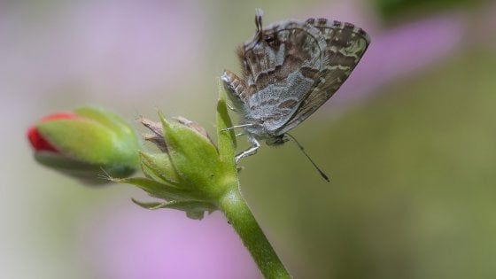 Animali e piante aliene: ecco la mappa delle specie invasive