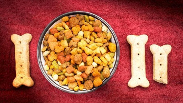 Cani e gatti, tra i cibi del futuro ci sono le crocchette sperimentali con proteine non animali