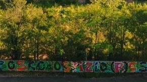 Bosco Ospizio, arrivano le ruspe. La protesta degli ambientalisti: "Fermiamo i cantieri"