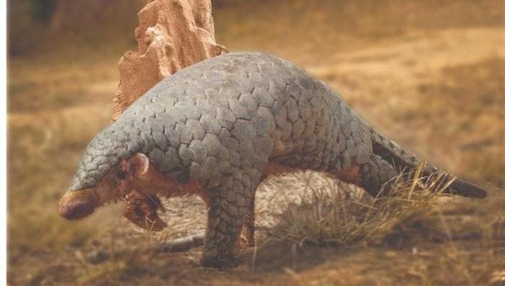 Scoperta una nuova specie di pangolino in Asia: una svolta per salvarlo dall'estinzione