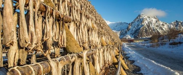 Gli italiani e lo stoccafisso norvegese: una scelta di gusto e benessere