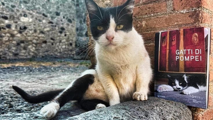 Pompei e i suoi gatti in un libro: star sui social e amati dai turisti per i selfie tra le domus
