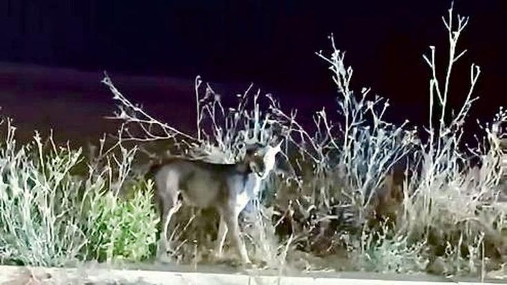 La mamma della bimba azzannata da un lupo: “Bastava un millimetro in più e sarebbe stata la fine”