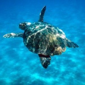 Il golfo di Napoli è il mare preferito da Caretta caretta 