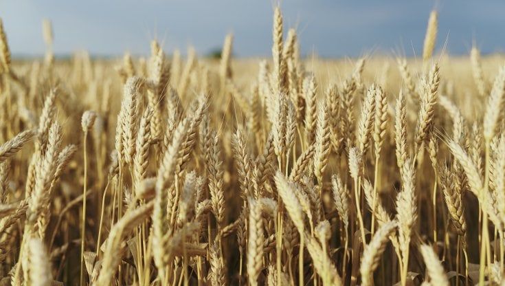 Supermercati e agricoltura: intesa per bloccare le pratiche sleali e tutelare la filiera italiana