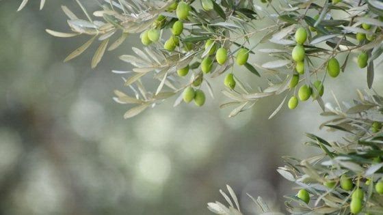 L'anno orribile dell'olio: bassa produzione e prezzi alti