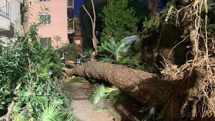 Pino secolare crolla su una palazzina in via di Trasone: nessun ferito. Residenti bloccati in casa