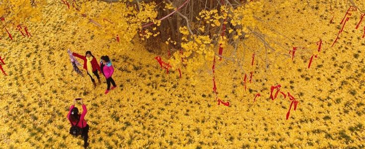 E' la stagione del foliage, perché ci conquista il mondo delle foglie 