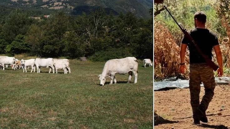 Parco dei Monti Lucretili, protesta animalista per le 40 vacche fucilate: “Andavano salvate”