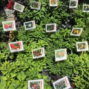 Torna Planta, mostra mercato di fiori, piante e giardini