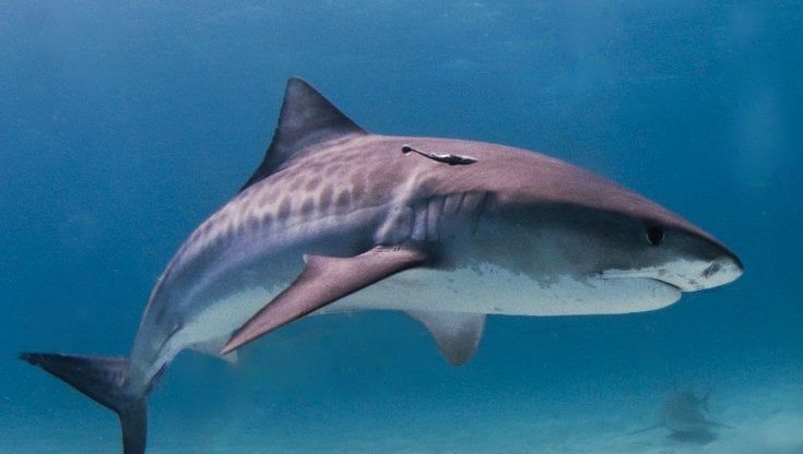 Egitto, tre attacchi fatali di squalo in meno di un anno. Cosa fare? Parla l'esperto