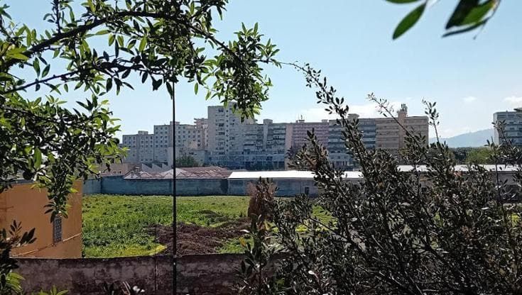 Olivi e antichi frutteti: così l’Orto botanico si allarga fino al fiume Oreto